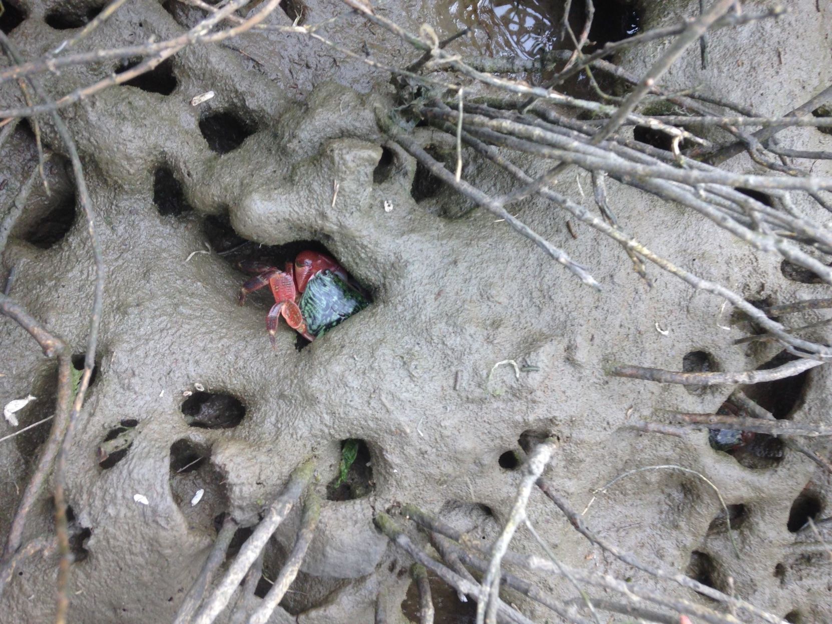 Crab burrow